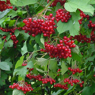 Cranberry - Vaccinium opulus 'Kalinka'