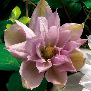 Clematis ‘Violet Elizabeth’