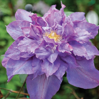 Clematis ‘Vyvyan Pennell’