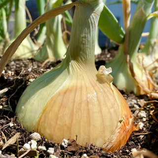 Walla Walla Onions