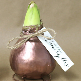 Amaryllis Waxed White