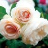 Rose ‘Eden Climber White’