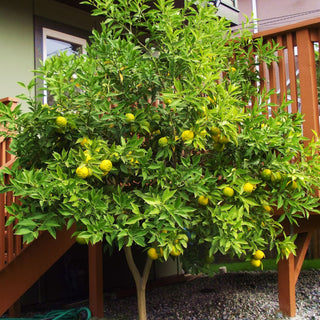 Citrus Yuzu Ichandrin