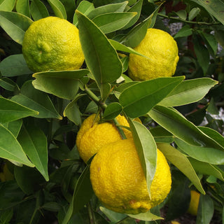 Citrus Yuzu Ichandrin