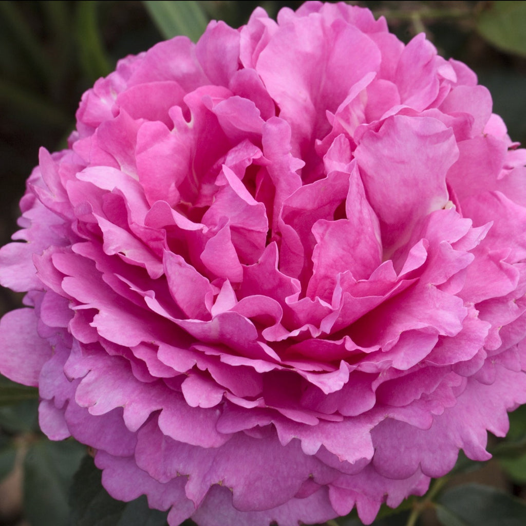 Preorder Rose ‘Yves Piaget’ | Amsterdam Garden Centre
