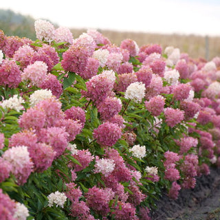 Hydrangea paniculata 'Zinfin Doll'