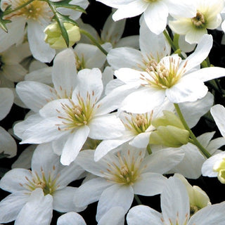 Clematis cartmanii ‘Joe’