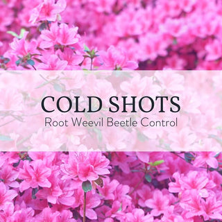 Cold Shots - Root Weevil Beetle Control