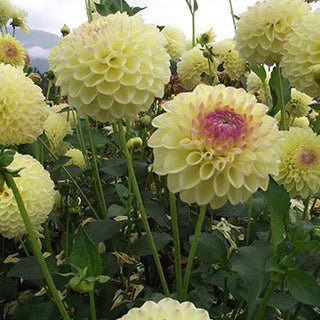 Dahlia ‘Ferncliff Bliss’