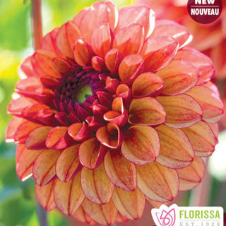 Dahlia ‘High Fidelity’