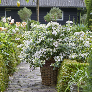 Hydrangea serrata 'Fairytrail Bride'