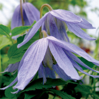 Clematis macropetala ‘Blue Bird’
