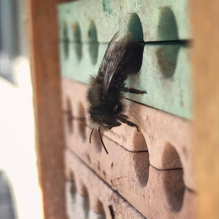 Mason Bee