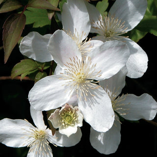 Clematis montana ‘Grandiflora’