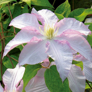 Clematis Morning Mist