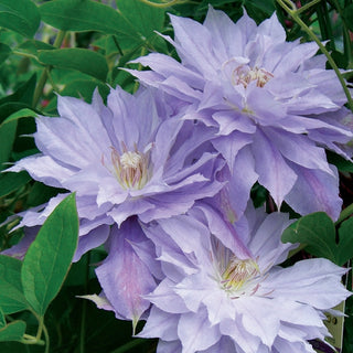 Clematis ‘Mrs. P. T. James'