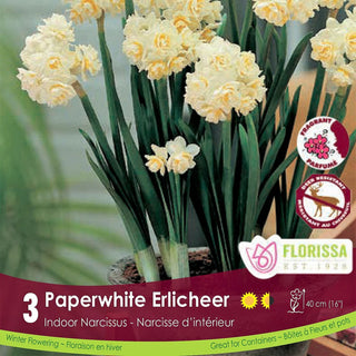Paperwhite ‘Erlicheer’