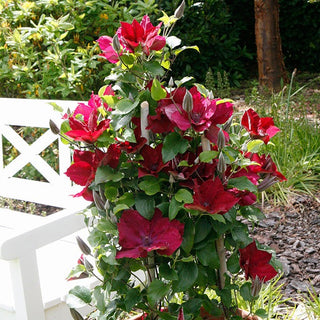 Clematis ‘Nubia’