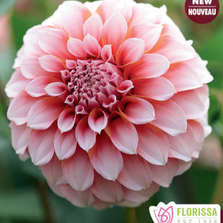 Dahlia ‘Peaches’