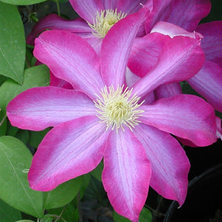 Pink Champagne Clematis