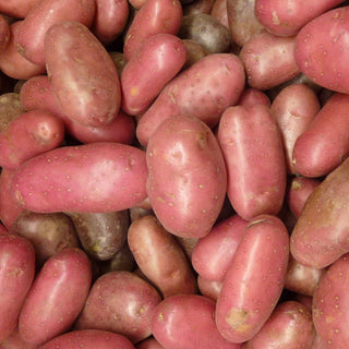 Potato ‘Cecile’