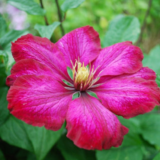 Ville de Lyon Clematis