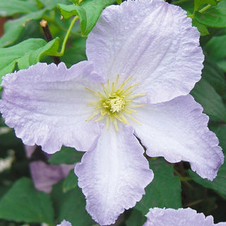 Clematis viticella ‘Blue Angel’