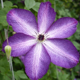 Clematis viticella ‘Venosa Violacea’