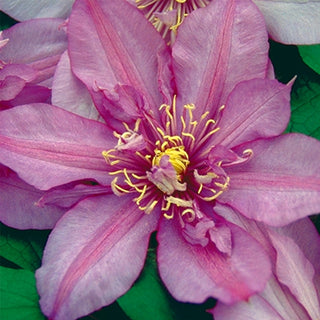 Clematis Walter Pennell