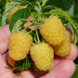 Raspberry - ‘Fall Gold’