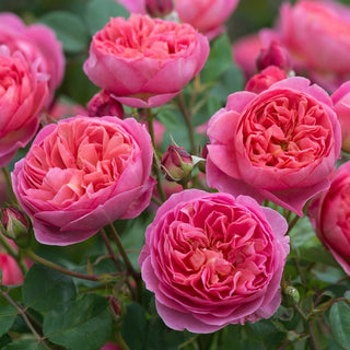 Rose ‘Boscobel’