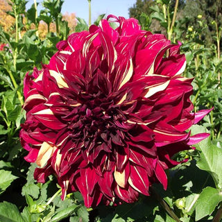 Dahlia ‘John Meggos’