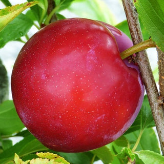Plum - Prunus salicina ‘Redheart’