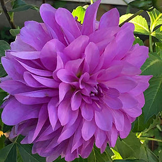 Dahlia ‘Bluetiful’