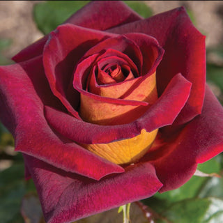 Rose ‘Dark Night’