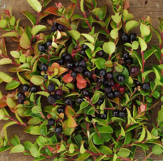 Blueberry - Vaccinium ovatum