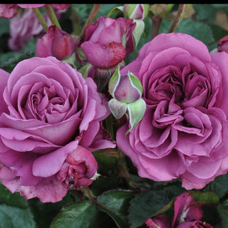 Rose ‘Sunbelt Plum Perfect’