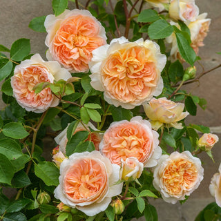 Rose ‘Bathsheba™’