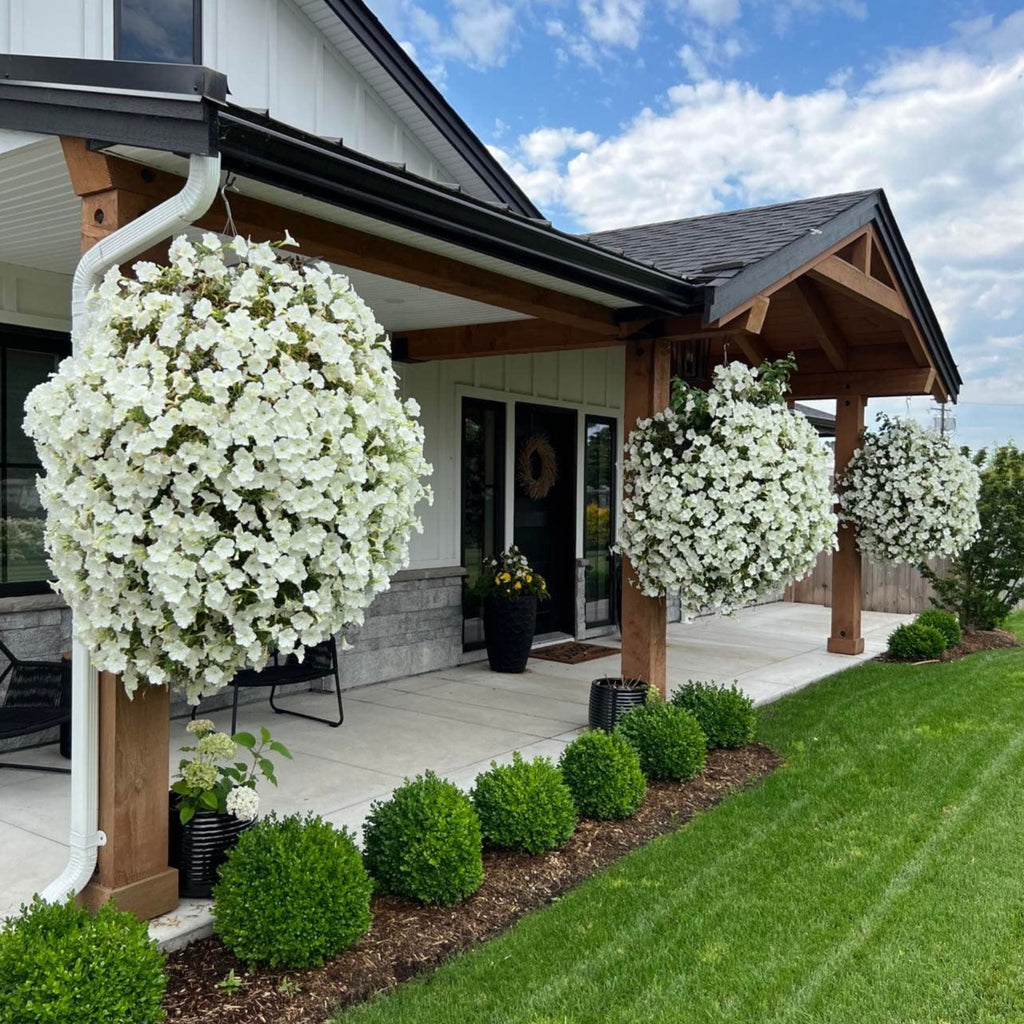 white hanging pot plants Preorder Lindsay's Favourite All-White Moss Hanging Basket