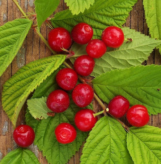 Cherry - Prunus tomentosa