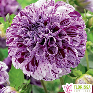 Dahlia ‘Marble’ (1/pkg)