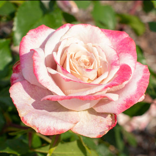 Rose ‘Pinkerbelle’