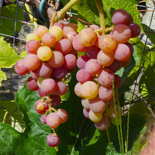 Grape - ‘Einset’