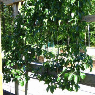 Asian Pear - 3-Tier Espalier Asian Pear