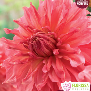 Dahlia ‘Islander’ (1/pkg)