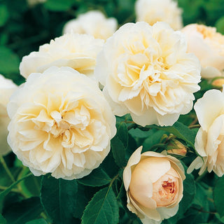 Rose ‘Lichfield Angel’