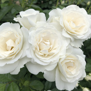 Rose ‘Veranda White’