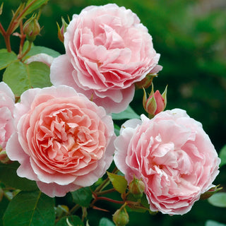 Rose ‘Strawberry Hill’