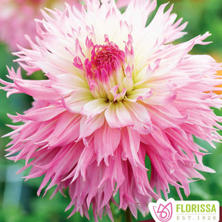 Dahlia ‘Nadia Ruth’