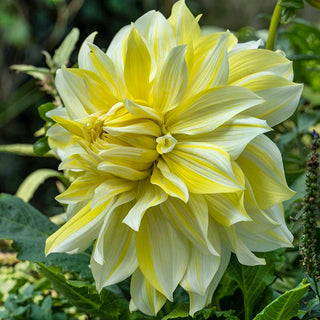 Dahlia ‘La Luna’ 